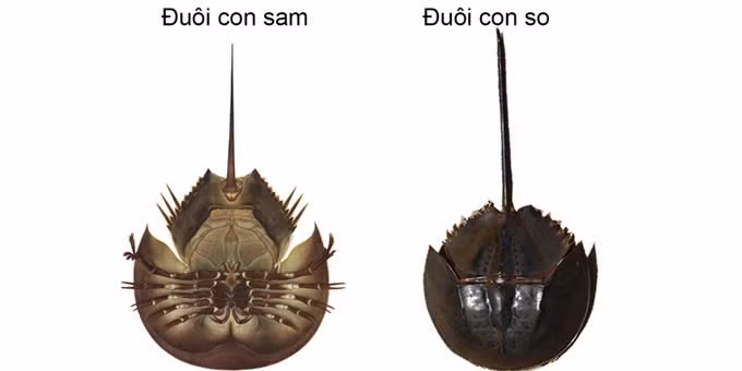 Phân biệt con sam biển và con so biển. Ảnh Internet