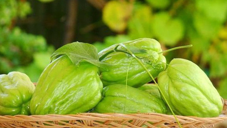 Lợi ích của su su đối với sức khỏe. Ảnh minh họa