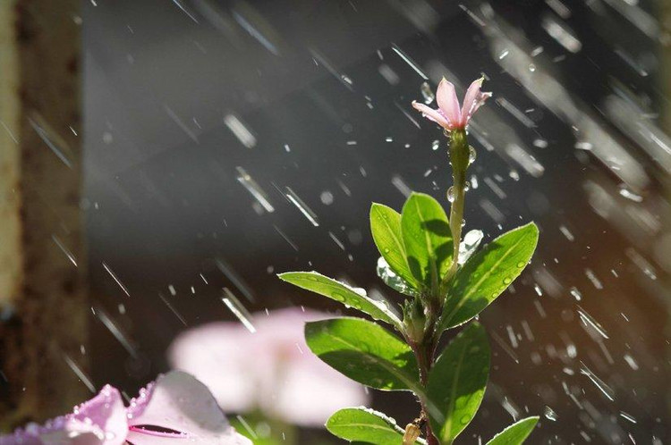 Hạt mưa thu trong nắng long lanh như những hạt ngọc làm mùa thu đẹp hơn.