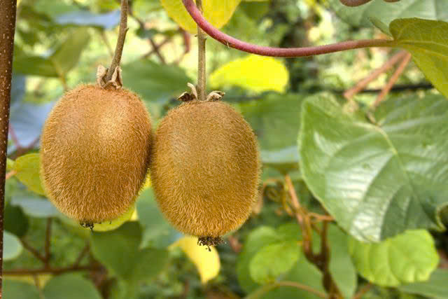 Kiwi là một loại quả nhỏ, màu xanh lá cây với vỏ ngoài màu nâu mờ và thịt quả màu xanh tươi (hoặc vàng), mọng nước bên trong. Ảnh minh họa