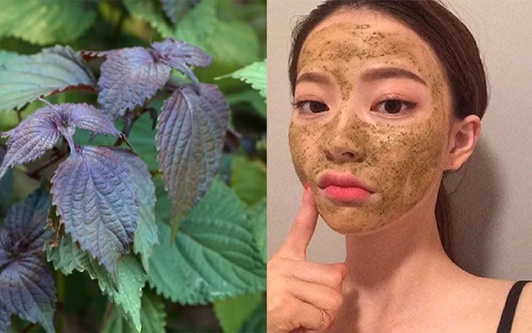 'Thổi bay' nám da bằng lá tía tô siêu đơn giản, hiệu quả cao. Ảnh minh họa