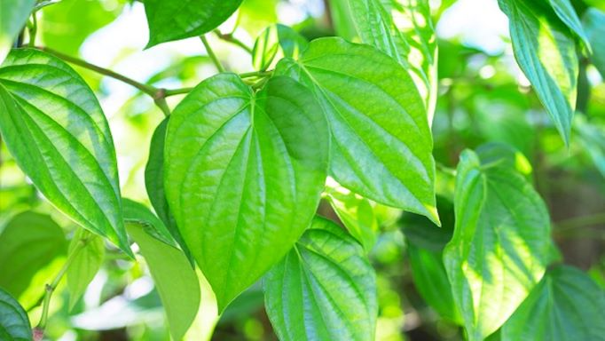 Loại lá có vị cay nồng ví như &apos;kháng sinh tự nhiên&apos; ngăn ngừa ung thư. Ảnh minh họa