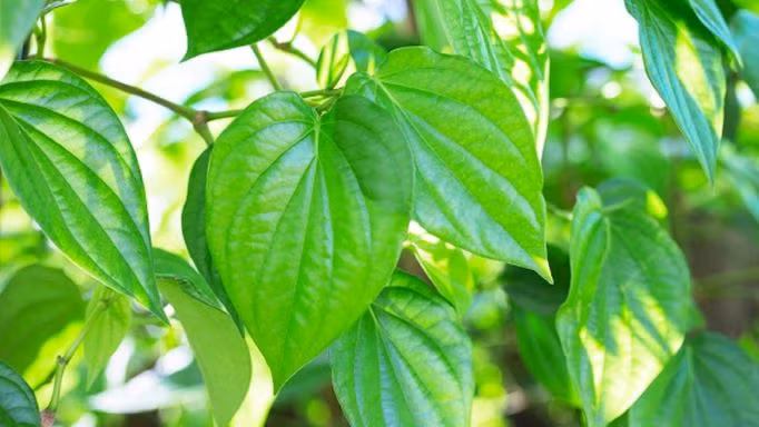 Loại lá có vị cay nồng ví như 'kháng sinh tự nhiên' ngăn ngừa ung thư. Ảnh minh họa