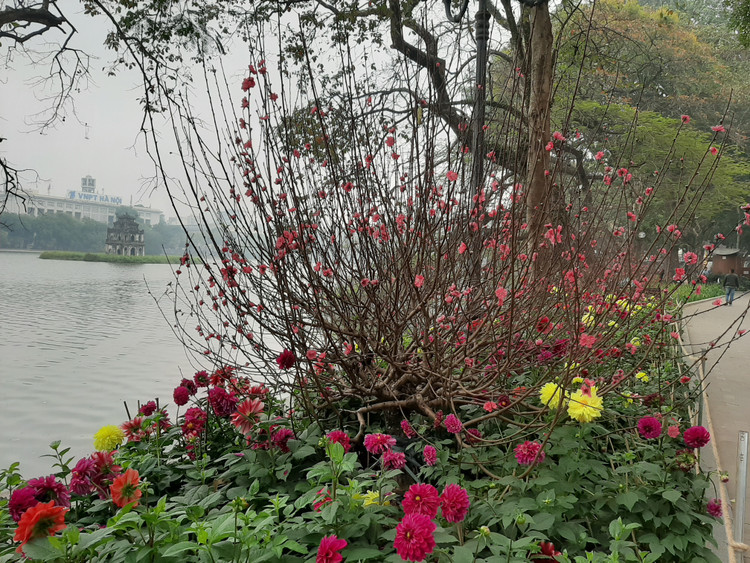 Khu vực hồ Hoàn Kiếm rực rỡ sắc đào đỏ thắm.