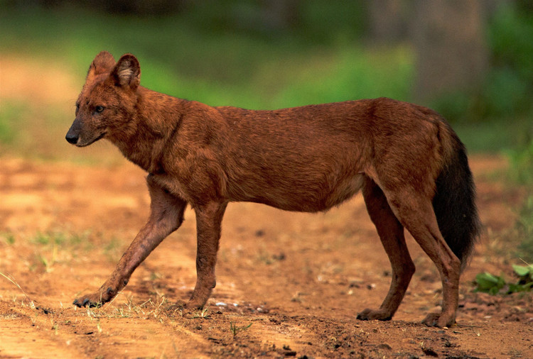 Sói lửa có thể dễ dàng được nhận biết nhờ lớp lông màu hung pha vàng, phần đuôi tối màu. Ảnh Wiki