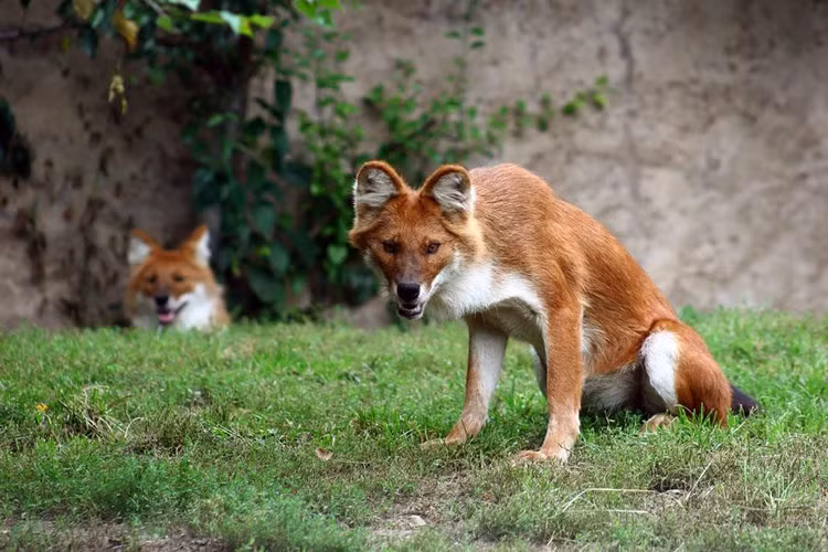 .Theo Earth Touch News, con sói lửa đơn độc cất tiếng kêu, như cảnh báo đồng loại rằng có kẻ săn mồi đáng gờm trong khu vực. Ảnh Soha