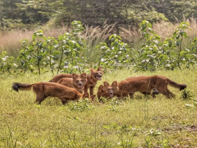 Sói lửa đi săn ra sao còn phụ thuộc vào quy mô bầy đàn. Một đàn sói lửa lên tới 25 cá thể hoàn toàn hạ gục được một con bò tót trưởng thành. Ngược lại, một đàn chỉ có 2-3 cá thể chỉ săn những con mồi nhỏ hơn như hươu, nai. Ảnh TechZ