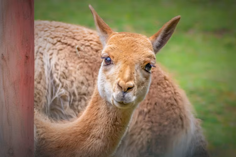 Do mỗi con lạc đà Vicuña chỉ có thể cung cấp khoảng 0,5 kg len mỗi năm, nên không phải cứ có tiền là mua được len Vicuña. Ảnh Pngtree