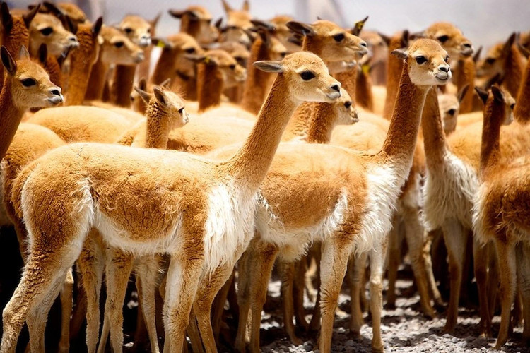 Lạc đà Vicuña có tên khoa học là Vicugna vicugna, chỉ sống trên vùng núi cao của dãy Andes. Nó có thân hình nhỏ, đôi mắt to ngây thơ như mắt nai và bộ lông màu vàng. Nhìn bề ngoài, lạc đà Vicuña cực kỳ duyên dáng và thanh lịch. Ảnh Pixabay