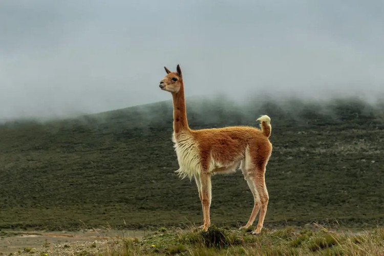 Lạc đà Vicuña nhỏ nhắn với chiều dài trung bình 1,5 mét, chiều cao chỉ từ 75 - 85 cm. Ảnh Wiki