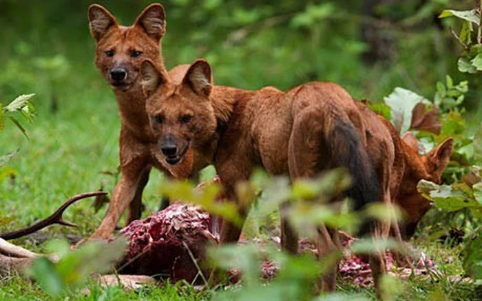 Một khi đã khép vòng vây là chúng giết con mồi bằng được, hàm răng của sói lửa sắc hơn dao cạo, dễ dàng xé đứt cả da trâu, da bò. Khi săn mồi, chúng vừa chạy vừa tru lên, nhe nanh trông rất hung dữ. Ảnh Wiki