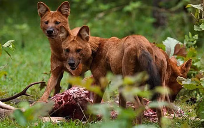 Một khi đã khép vòng vây là chúng giết con mồi bằng được, hàm răng của sói lửa sắc hơn dao cạo, dễ dàng xé đứt cả da trâu, da bò. Khi săn mồi, chúng vừa chạy vừa tru lên, nhe nanh trông rất hung dữ. Ảnh Wiki