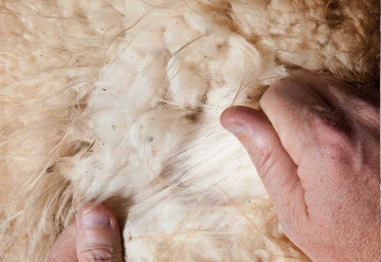 Len từ lông lạc đà vicuña được ví là "vàng/kho báu của Andes", là loại sợi hiếm, tốt và đắt nhất trên thế giới. Len vicuña có thể dễ dàng được nhận ra bởi con mắt tinh tế nhờ màu sắc tự nhiên nâu vàng đậm, hoà quyện với cảnh quan tại núi. Ảnh Getty