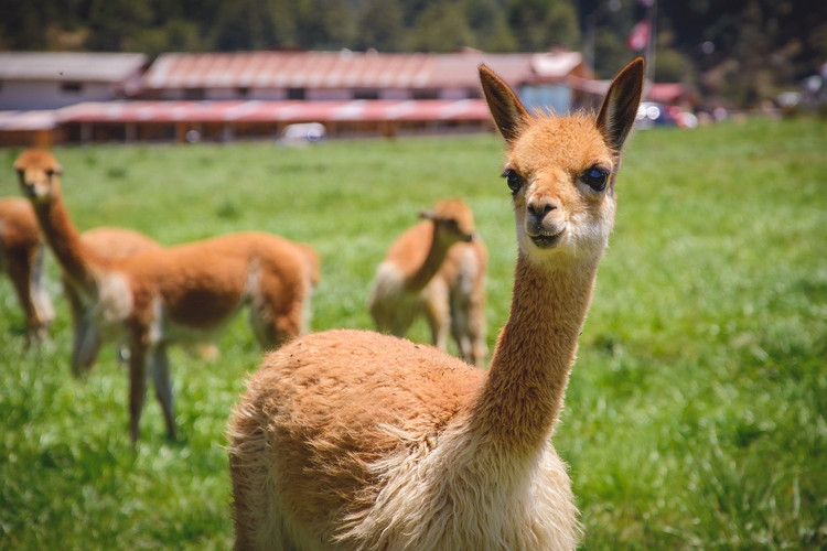 Hệ tiêu hóa của lạc đà Vicuña cũng rất ấn tượng. Chúng có thể nghiền mịn các loại cỏ vừa khô vừa cứng để tiêu hóa một cách dễ dàng.