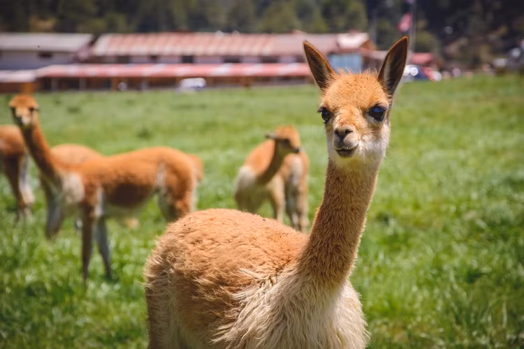 Hệ tiêu hóa của lạc đà Vicuña cũng rất ấn tượng. Chúng có thể nghiền mịn các loại cỏ vừa khô vừa cứng để tiêu hóa một cách dễ dàng.