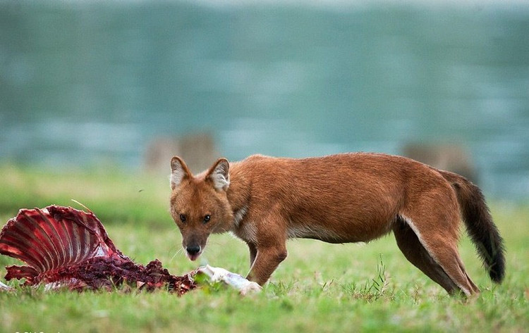 Sói lửa là động vật săn mồi theo bầy đàn tàn độc và nham hiểm. Chúng rất hung tợn, với tiếng tru rợn người. Ảnh TechZ