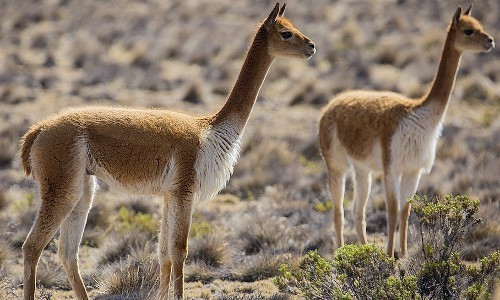 Ở Peru có khoảng 2 triệu lạc đà Vicuña. Ảnh Internet