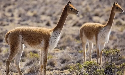 Ở Peru có khoảng 2 triệu lạc đà Vicuña. Ảnh Internet