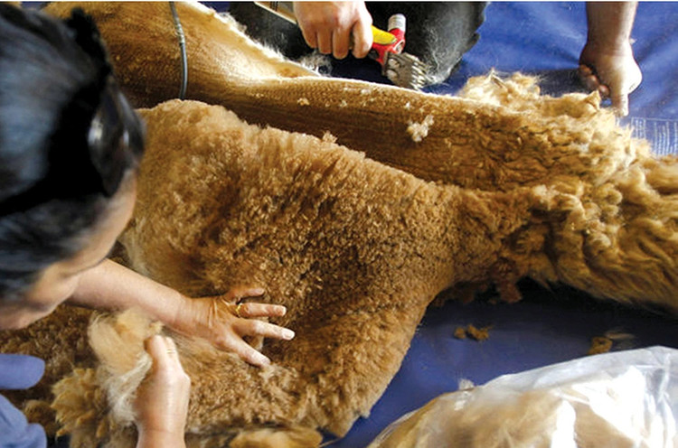 Mỗi sợi lông của lạc đà Vicuña có độ dày chỉ khoảng 12 micron (tương đương 12 phần ngàn của 1 milimet). Nó cho thấy đây là một loại lông siêu nhỏ, siêu mịn, và đặc biệt khó tìm. Ảnh Getty