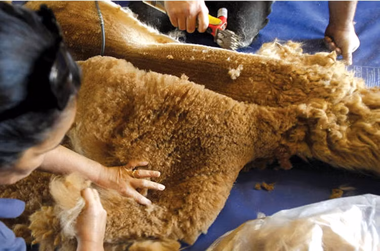 Mỗi sợi lông của lạc đà Vicuña có độ dày chỉ khoảng 12 micron (tương đương 12 phần ngàn của 1 milimet). Nó cho thấy đây là một loại lông siêu nhỏ, siêu mịn, và đặc biệt khó tìm. Ảnh Getty