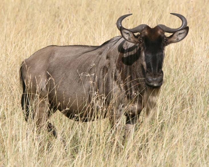Thân hình chúng thanh thoát và được bao phủ bởi bộ lông màu nâu, dấu hiệu đặc trưng để nhận biết linh dương đầu bò là chiếc bờm đen đặc trưng trên cổ chúng, một đặc điểm khiến chúng trở nên độc nhất trên thảo nguyên. Ngoài ra, bộ râu và sọc vằn trên cơ thể của chúng cũng là chìa khóa để nhận dạng. Ảnh Khoa hoc