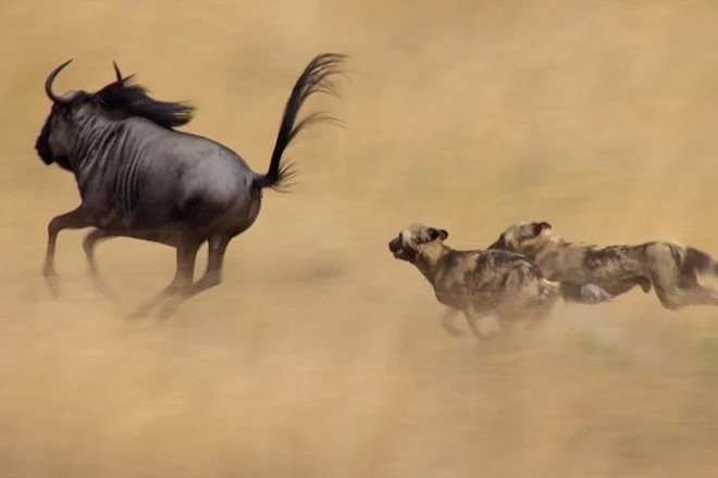 Linh dương đầu bò là những vận động viên chạy bộ xuất sắc, có thể đạt tốc độ lên tới 80 km/h. Chúng cũng là những vận động viên nhảy cao tài ba, có thể nhảy vọt qua các chướng ngại vật cao tới 2 mét. Khả năng di chuyển phi thường này giúp chúng thoát khỏi kẻ thù và tìm kiếm thức ăn trên những khu vực địa hình rộng lớn. Ảnh BBC