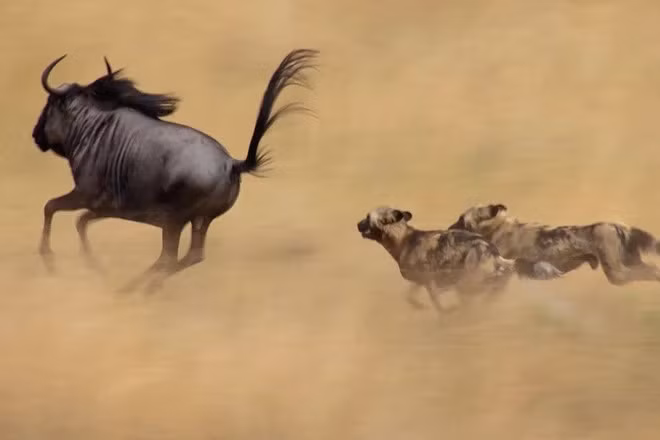 Linh dương đầu bò là những vận động viên chạy bộ xuất sắc, có thể đạt tốc độ lên tới 80 km/h. Chúng cũng là những vận động viên nhảy cao tài ba, có thể nhảy vọt qua các chướng ngại vật cao tới 2 mét. Khả năng di chuyển phi thường này giúp chúng thoát khỏi kẻ thù và tìm kiếm thức ăn trên những khu vực địa hình rộng lớn. Ảnh BBC