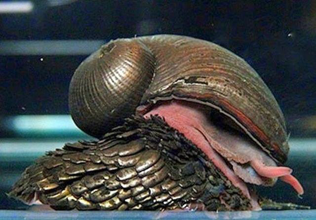 Crysomallon squamiferum - ốc sên vỏ siêu cứng. Ảnh Redsvn