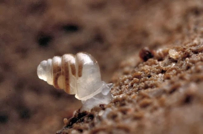 Zospeum tholussum di chuyển cực kỳ chậm, có khi chỉ di chuyển được vài cm trong một tuần. Ảnh THVL