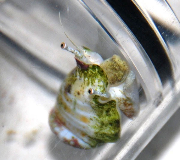 Khi phát hiện kẻ thù, chúng mở rộng chiếc chân giả có nước nhầy và nhảy liên tục đến nơi an toàn, thậm chí chúng còn có thể di chuyển cực nhanh để lẩn trốn. Ảnh Khoa hoc