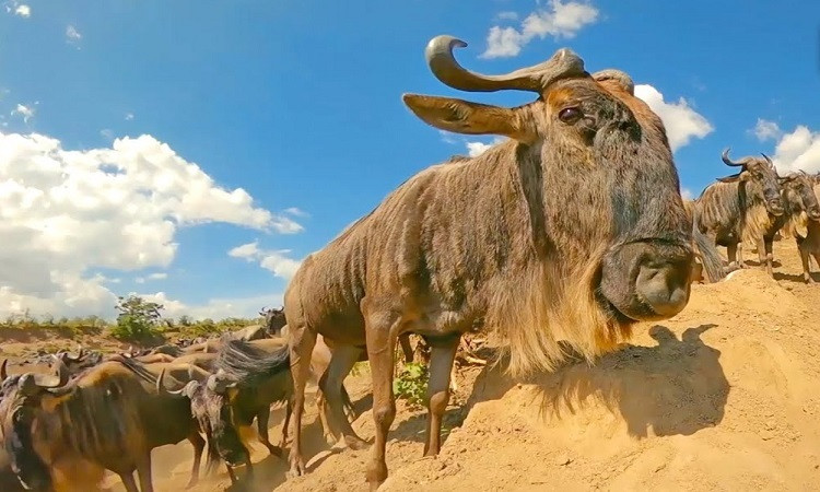 Linh dương đầu bò là động vật ăn cỏ, ăn cành cây và lá. Tuổi thọ của chúng là khoảng 20 năm, được coi là tuổi thọ khá dài trong các loài động vật hoang dã châu Phi. Ảnh Internet