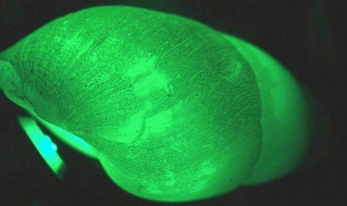 Loài ốc sên này có khả năng đặc biệt đó là tự phát ra một loại ánh sáng xanh khi bị quấy rầy bởi các tác động bên ngoài. Ảnh Tiin