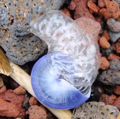 Những lớp bong bóng sẽ tạo điều kiện để chúng di chuyển nhanh hơn theo từng cơn sóng biển, và cũng là nơi để giữ trứng ốc sên. Ảnh Wiki