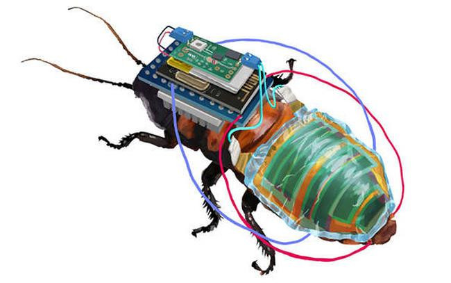 Nhật Bản: Phát minh robot gián hỗ trợ tìm kiếm người mất tích ảnh 1