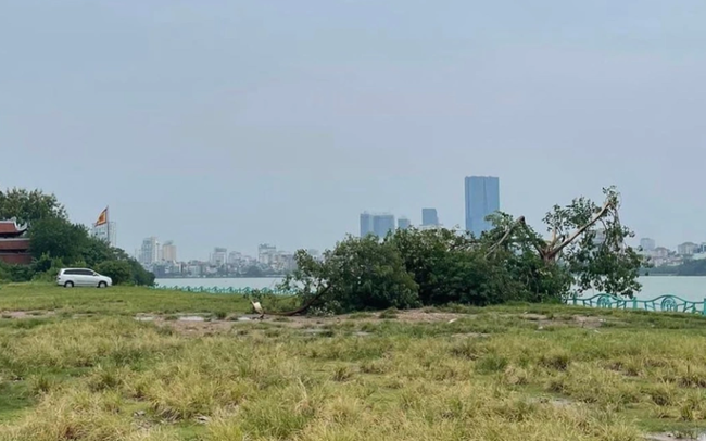 Sẽ trồng "cây cô đơn" mới ở Hồ Tây thay thế cây bị gãy ảnh 1