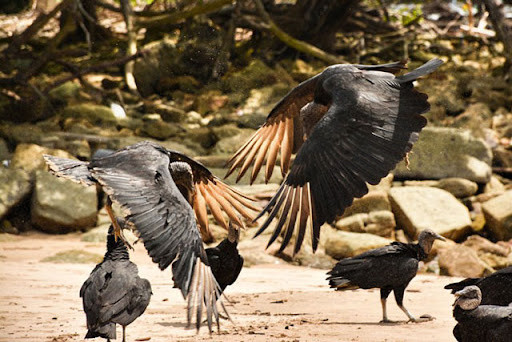 Chúng còn có tính hay ghen, bản năng bảo vệ tình yêu, bảo vệ gia đình rất mạnh mẽ. Ảnh Wki