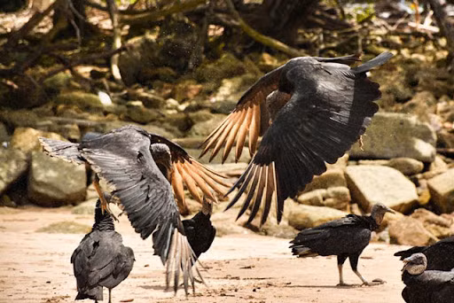 Chúng còn có tính hay ghen, bản năng bảo vệ tình yêu, bảo vệ gia đình rất mạnh mẽ. Ảnh Wki Chúng còn có tính hay ghen, bản năng bảo vệ tình yêu, bảo vệ gia đình rất mạnh mẽ. Ảnh Wki