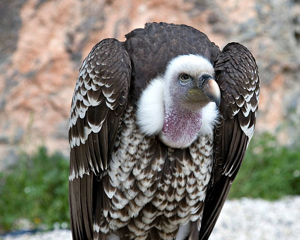 Chúng là những con chim tương đối chậm, bay với vận tốc 35 kilômét trên giờ (22 mph), nhưng bay trong 6–7 giờ mỗi ngày và sẽ bay xa 150 kilômét (93 mi) từ một trang địa điểm từ tổ để tìm thức ăn. Ảnh Wiki