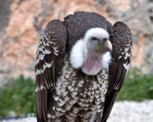 Chúng là những con chim tương đối chậm, bay với vận tốc 35 kilômét trên giờ (22 mph), nhưng bay trong 6–7 giờ mỗi ngày và sẽ bay xa 150 kilômét (93 mi) từ một trang địa điểm từ tổ để tìm thức ăn. Ảnh Wiki Chúng là những con chim tương đối chậm, bay với vận tốc 35 kilômét trên giờ (22 mph), nhưng bay trong 6–7 giờ mỗi ngày và sẽ bay xa 150 kilômét (93 mi) từ một trang địa điểm từ tổ để tìm thức ăn. Ảnh Wiki