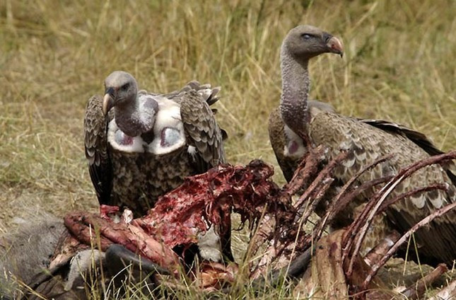 Mỏ kền kền rất to và chúng dùng những chiếc mỏ to, dài và sắc này để xé thịt từ xác chết của các loài động vật khác như voi, hổ, sói, …