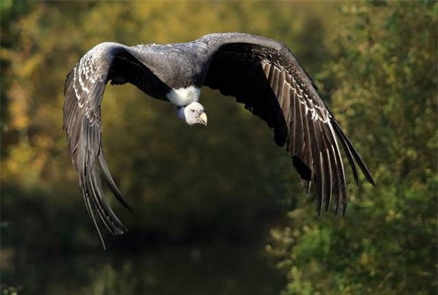 Kền kền của Rüppell được coi là loài chim bay cao nhất, với bằng chứng xác nhận về một cá thể bay ở độ cao 11.300 m (37.000 ft) so với mực nước biển. Ảnh Internet