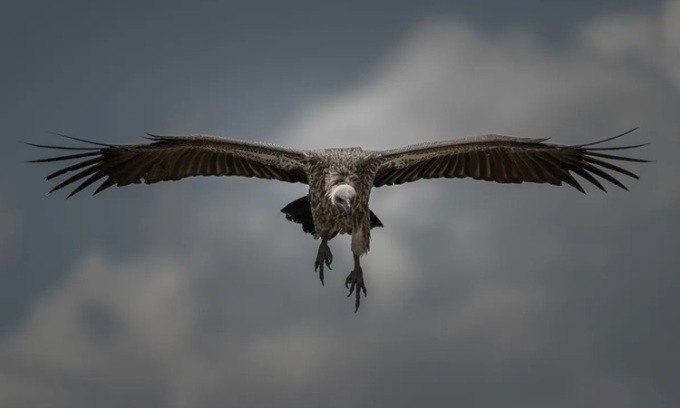 Gyps rueppellii là một loài chim trong họ Accipitridae. Loài kền kền này có thể được tìm thấy trên khắp vùng Sahel của miền trung châu Phi. Ảnh Andres Mena Photos