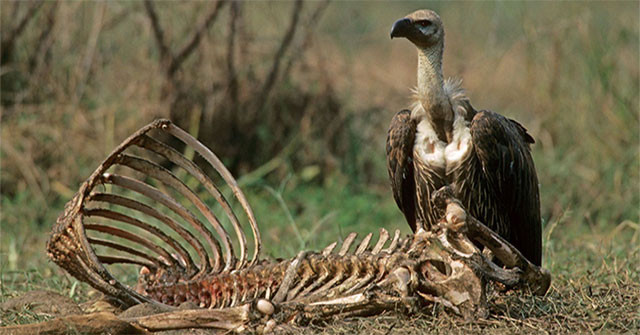 Món ăn của kền kền chứa rất nhiều phân và vi khuẩn độc hại, nhưng chúng dường như miễn nhiễm với các vi trùng nguy hiểm chết người này. Ảnh Khoa hoc