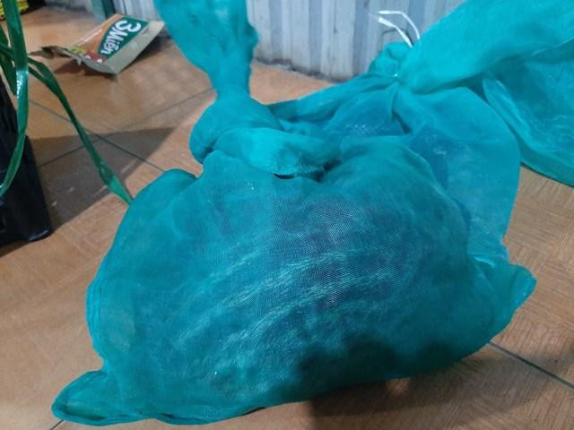 Cá thể động vật không rõ nguồn gốc.