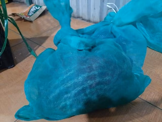 Cá thể động vật không rõ nguồn gốc.