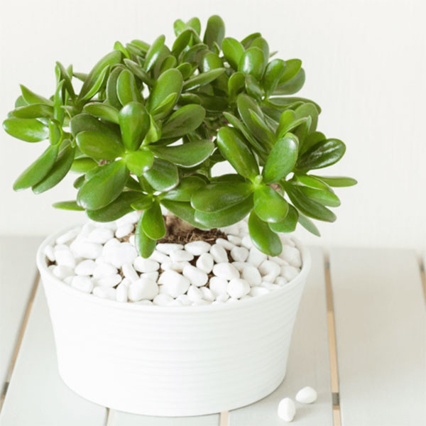 Ngọc Bích cũng là một loại cây thường được sử dụng trong phong thủy, với mong muốn thu hút tiền tài cho gia chủ. Ảnh minh họa Ngọc Bích cũng là một loại cây thường được sử dụng trong phong thủy, với mong muốn thu hút tiền tài cho gia chủ. Ảnh minh họa