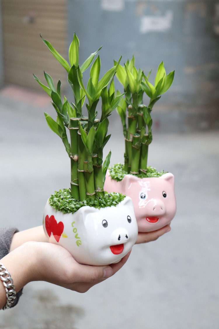 Không chỉ có tác dụng trang trí làm đẹp nhà, Trúc Phú Quý còn là hình ảnh tượng trưng cho sự giàu có, mang lại nhiều may mắn, cát lành cho gia chủ. Ảnh minh họa Không chỉ có tác dụng trang trí làm đẹp nhà, Trúc Phú Quý còn là hình ảnh tượng trưng cho sự giàu có, mang lại nhiều may mắn, cát lành cho gia chủ. Ảnh minh họa