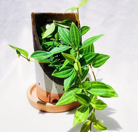 Giống như tên gọi của mình, cây bình an không chỉ phù hợp để trồng trong nhà vì vẻ ngoài bắt mắt mà còn mang đến sự thịnh vượng và bình yên. Giống như tên gọi của mình, cây bình an không chỉ phù hợp để trồng trong nhà vì vẻ ngoài bắt mắt mà còn mang đến sự thịnh vượng và bình yên.