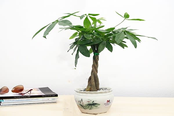 Kim Ngân là một trong những loại thực vật nổi tiếng nhất trong phong thủy. Ảnh minh họa Kim Ngân là một trong những loại thực vật nổi tiếng nhất trong phong thủy. Ảnh minh họa