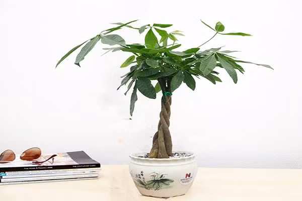 Kim Ngân là một trong những loại thực vật nổi tiếng nhất trong phong thủy. Ảnh minh họa Kim Ngân là một trong những loại thực vật nổi tiếng nhất trong phong thủy. Ảnh minh họa